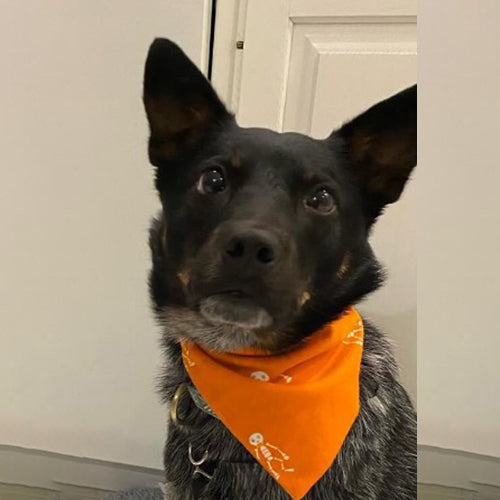 Scary Skeletons on Flannel