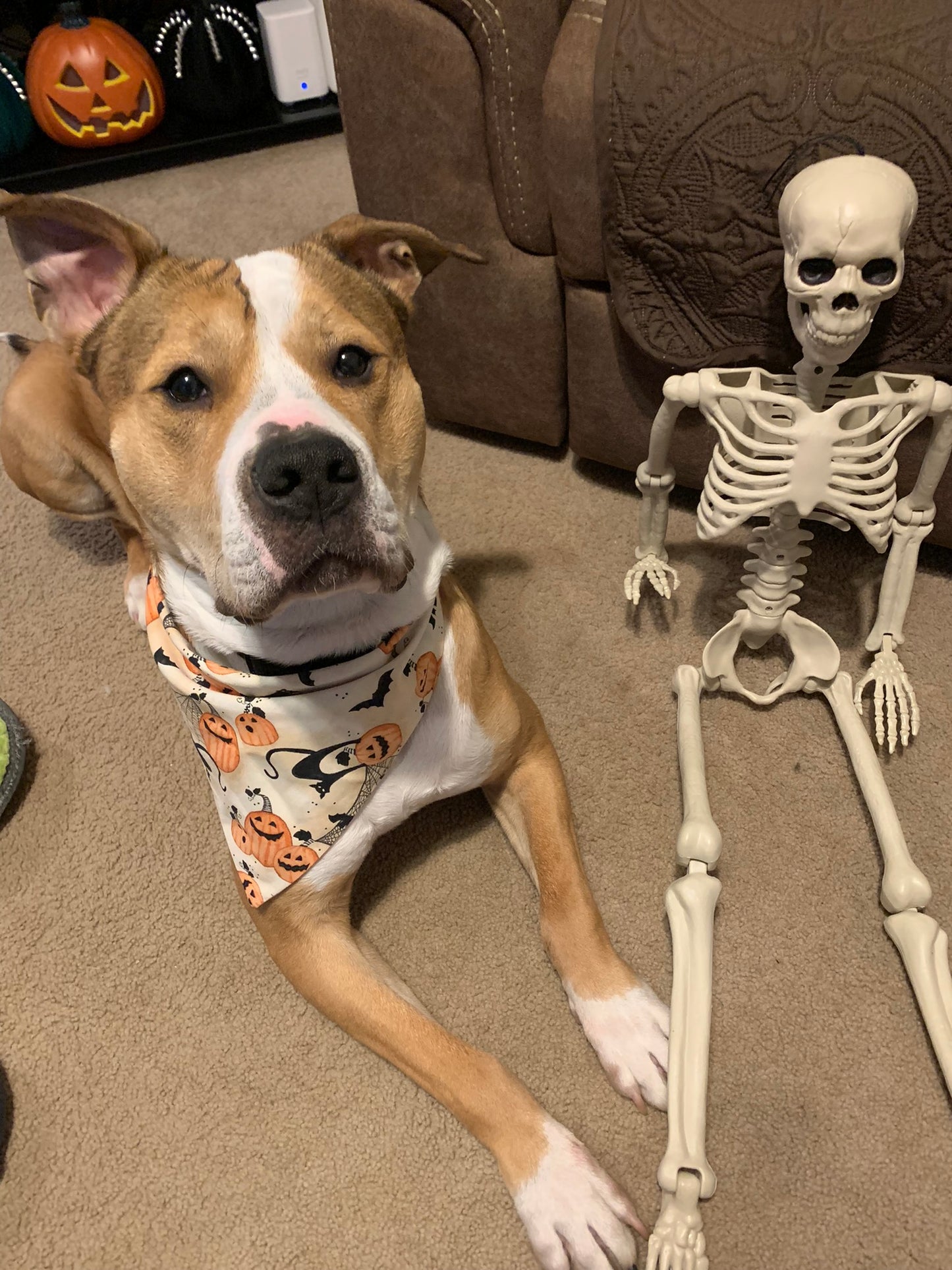 Black Cats and Pumpkins